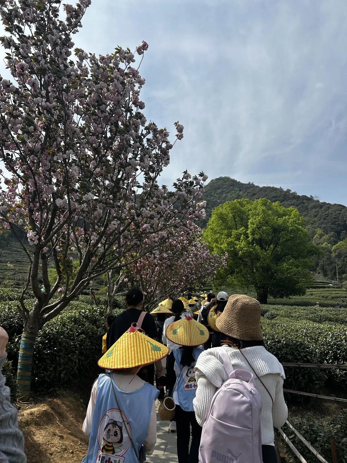 Le piantagioni di tè attorno a Hangzhou